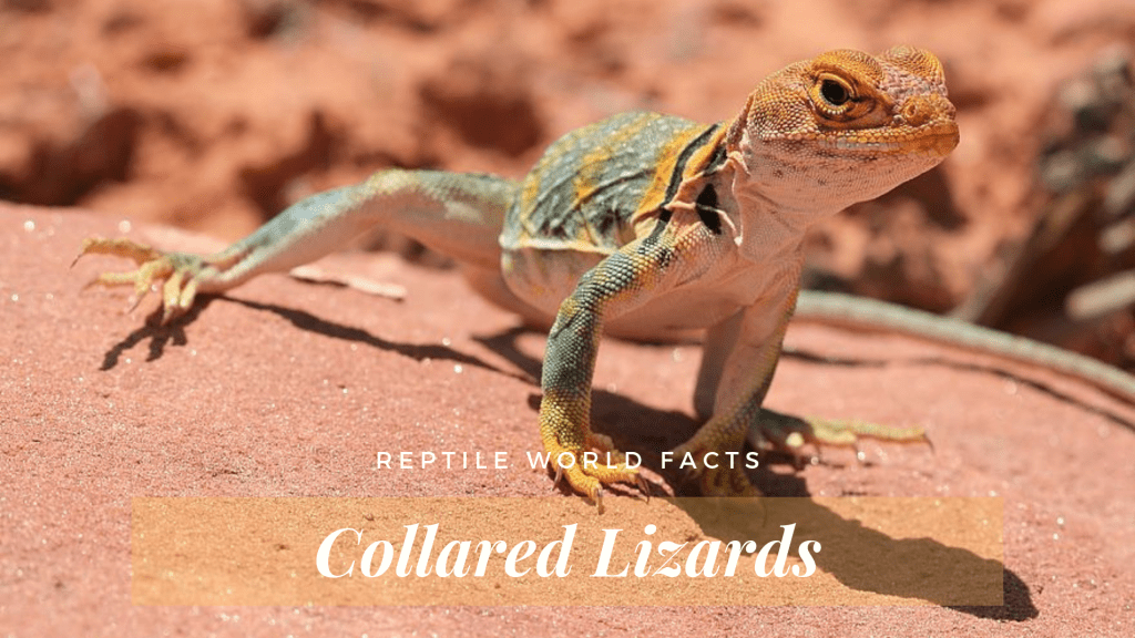 Reptile World Facts - Top 11 Common Collared Lizard Facts