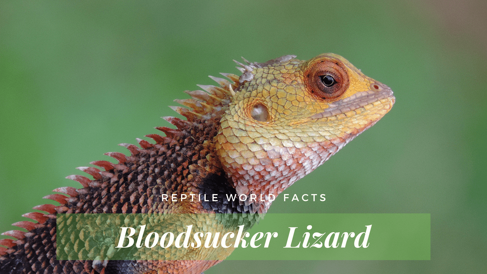 Halloween Week Top 10 Bloodsucker Lizard Calotes Versicolor Facts