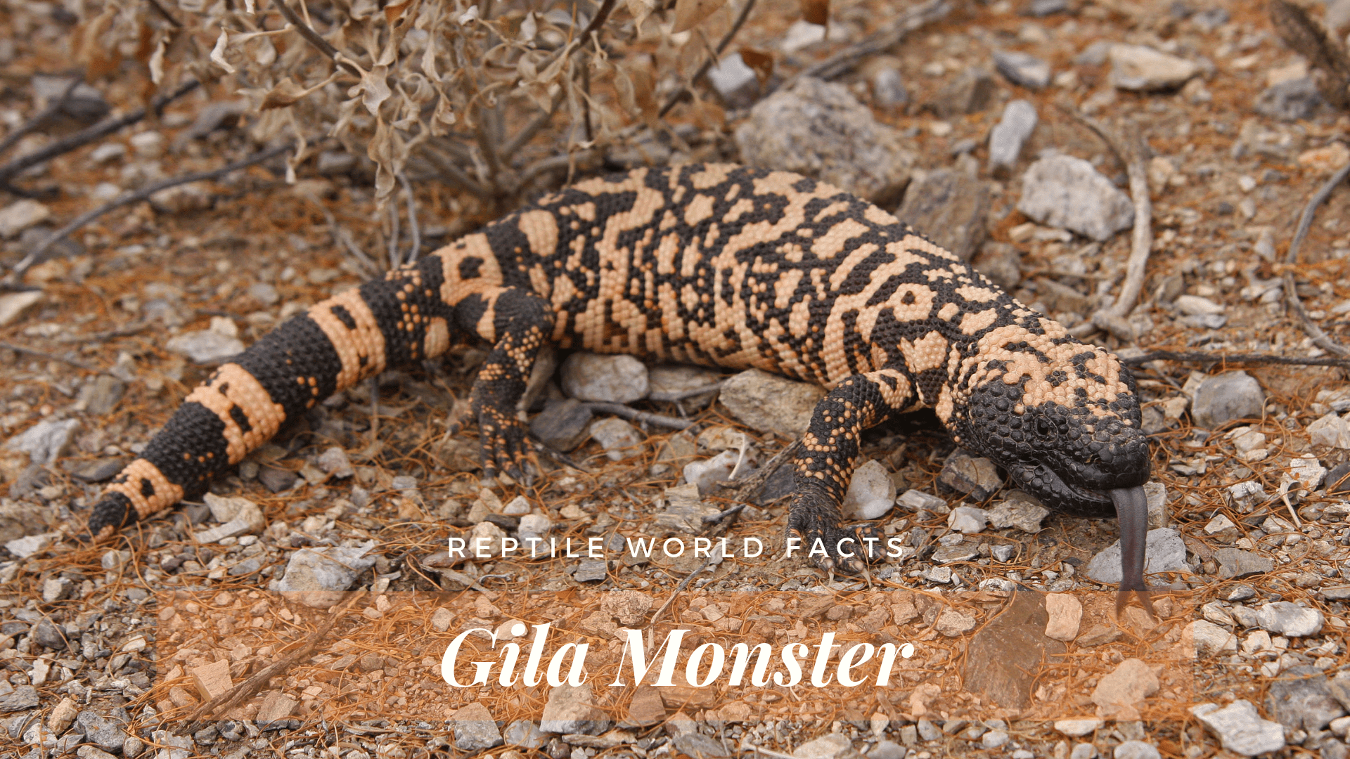 Halloween Week - Top 10 Gila Monster Facts - ReptileWorldFacts