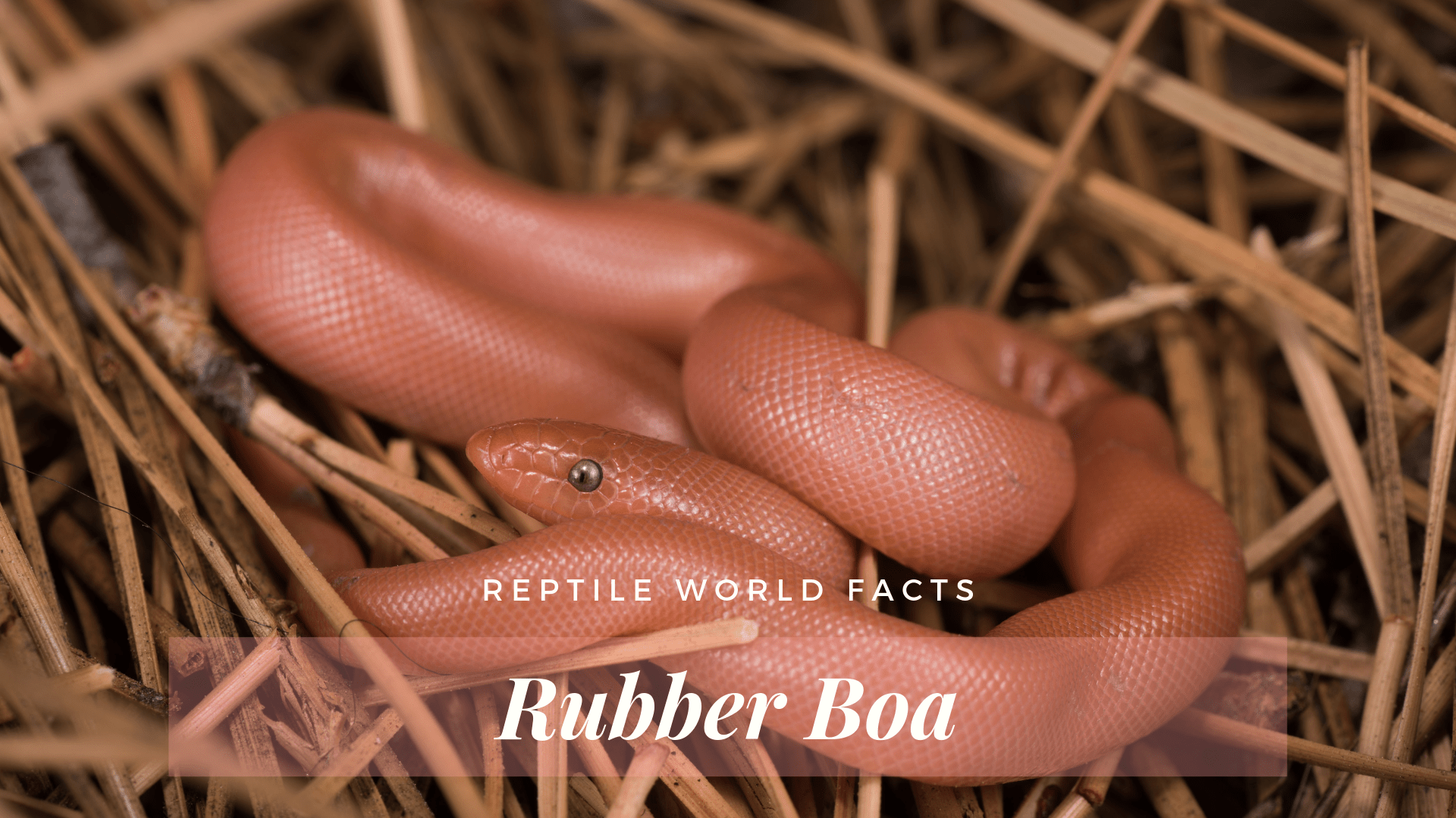 rubber boa constrictor snake