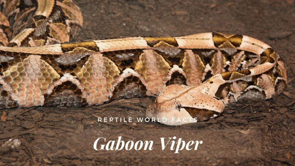 Top 10 Gaboon Viper Facts - One Of The Largest Vipers