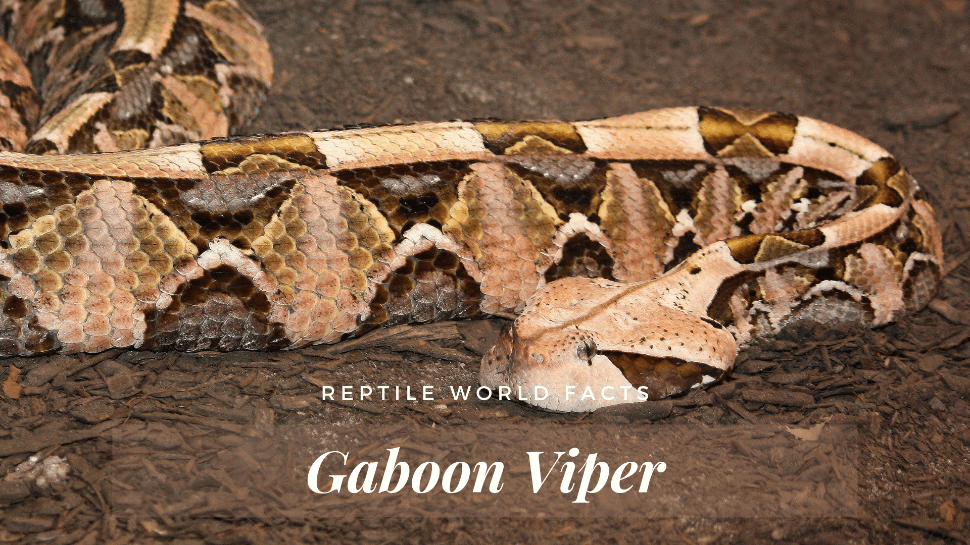 Top 10 Gaboon Viper Facts - One of The Largest Vipers