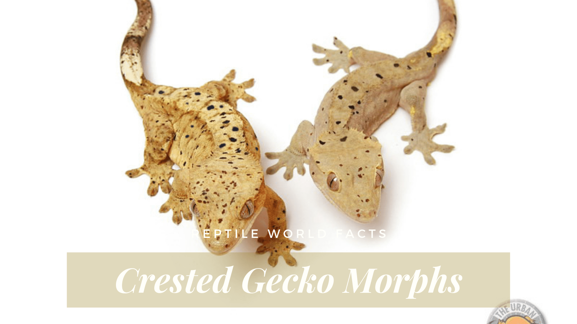 10 Cute Crested Gecko Morphs Reptileworldfacts,Melt Chocolate Machine