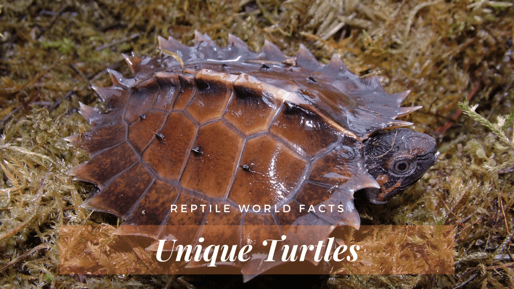 Top 10 Uniquely Weird Turtles - ReptileWorldFacts