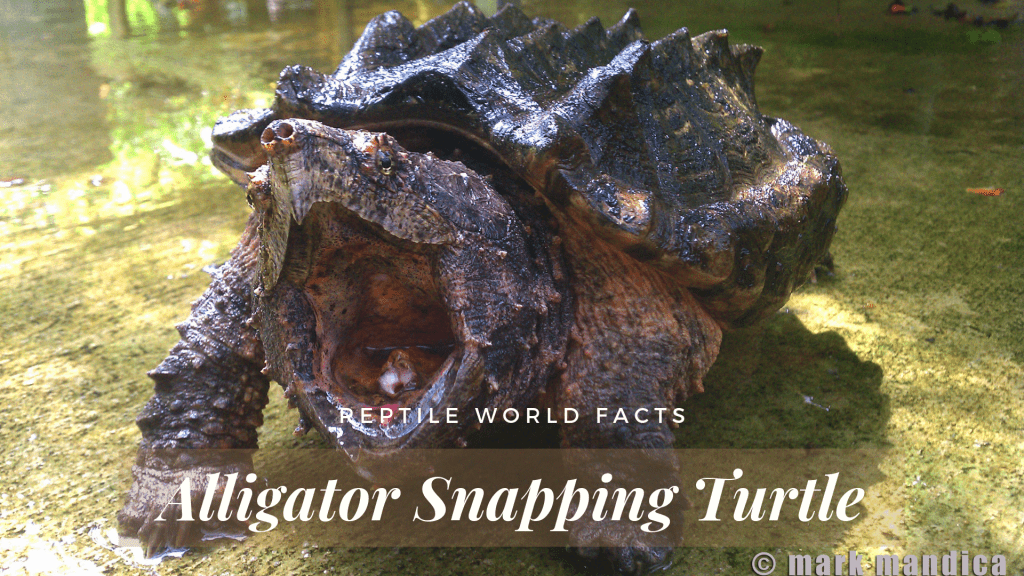 seriously-intriguing-facts-about-snapping-turtles-animal-sake