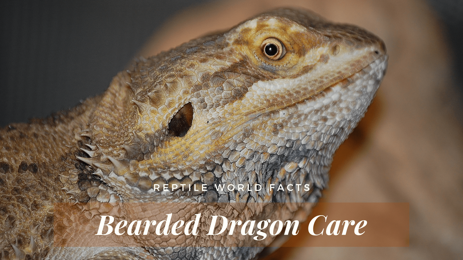 Bearded Dragon Lizard Size