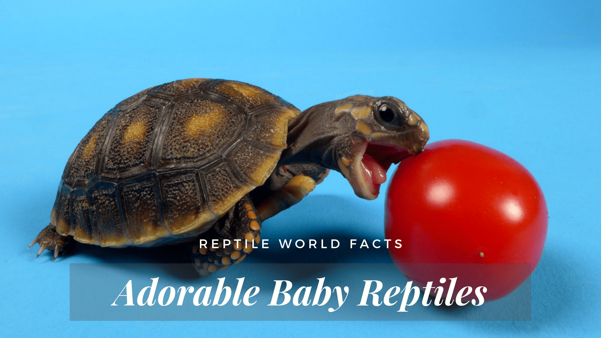 agudo Asimilar Monumental Baby Reptiles - 15 Adorable Photos To Brighten Your Day!