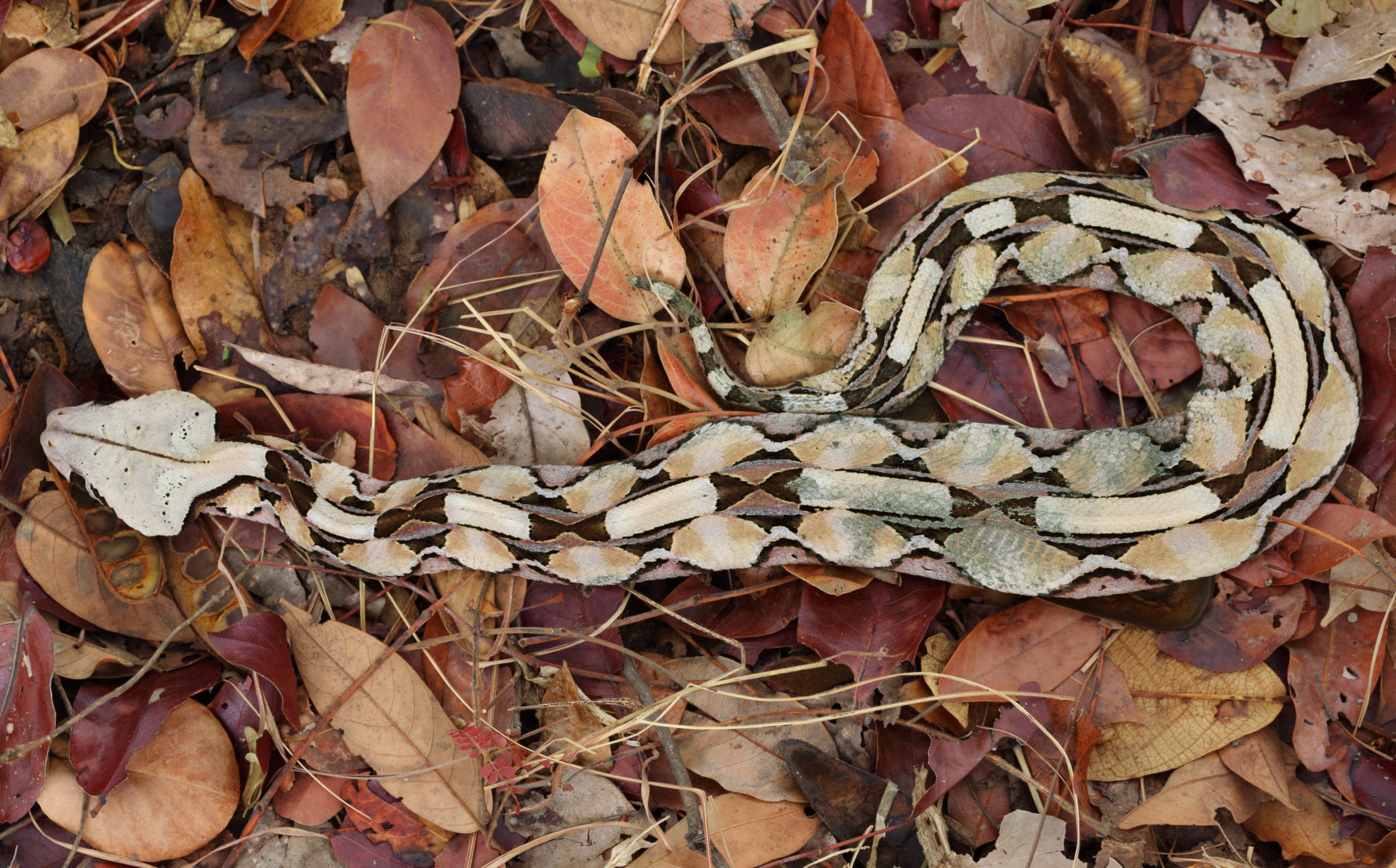 Top 10 Gaboon Viper Facts - One Of The Largest Vipers