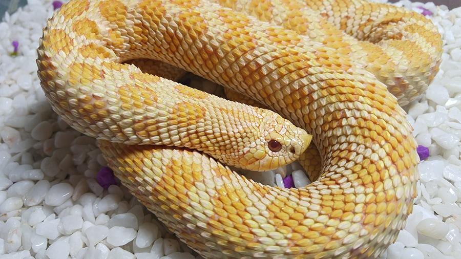 10 Stunning Western Hognose Snake Morphs - ReptileWorldFacts