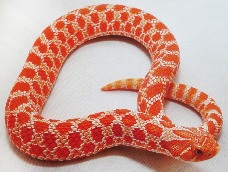 10 Stunning Western Hognose Snake Morphs - ReptileWorldFacts