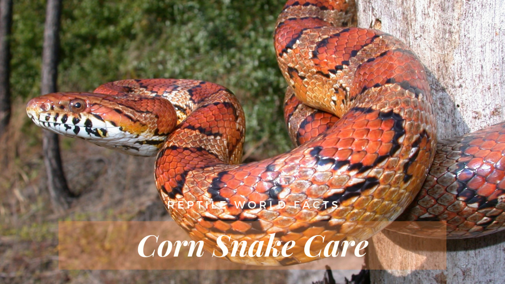 10 Things You Should Know Before You Get A Corn Snake