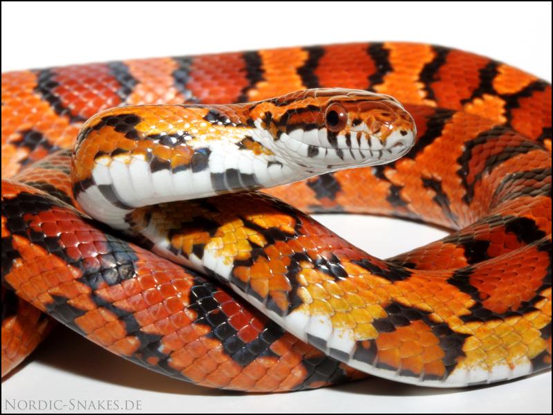 10 More Colourful Corn Snake Morphs - ReptileWorldFacts