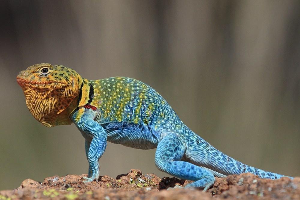 Reptile World Facts - Top 11 Common Collared Lizard Facts