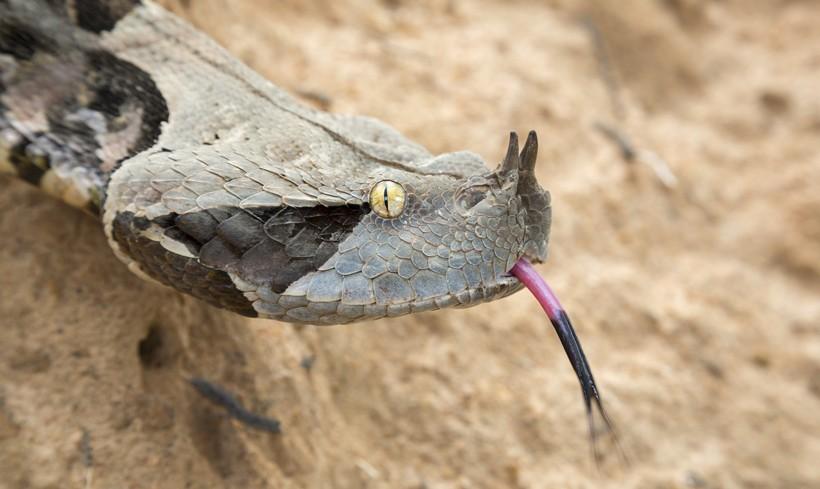 Top 10 Gaboon Viper Facts - One Of The Largest Vipers