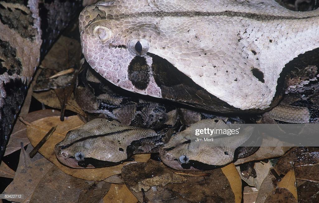 Top 10 Gaboon Viper Facts - One Of The Largest Vipers