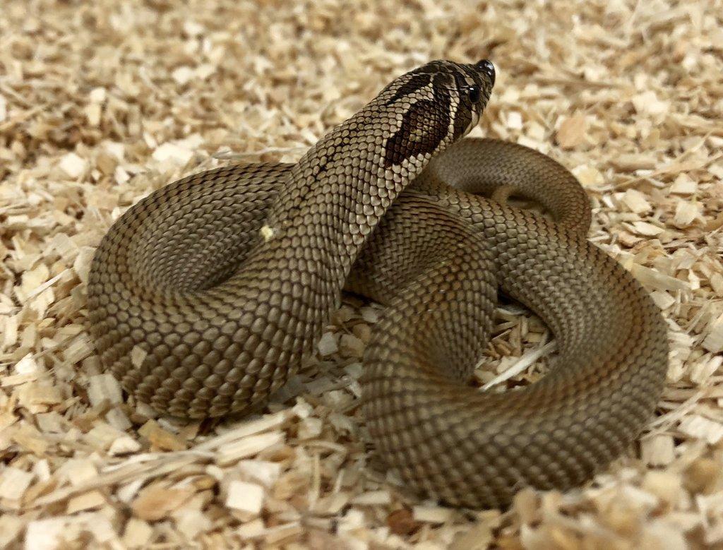 10 Stunning Western Hognose Snake Morphs