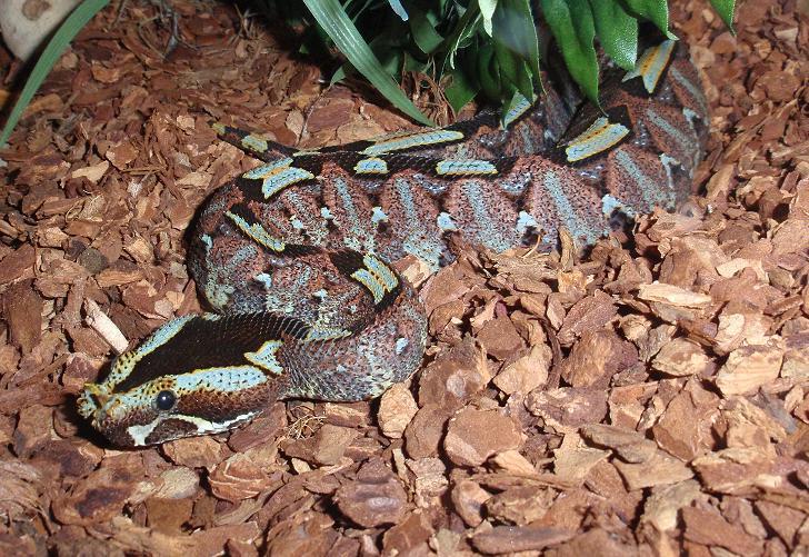 Top 10 Gaboon Viper Facts - One Of The Largest Vipers