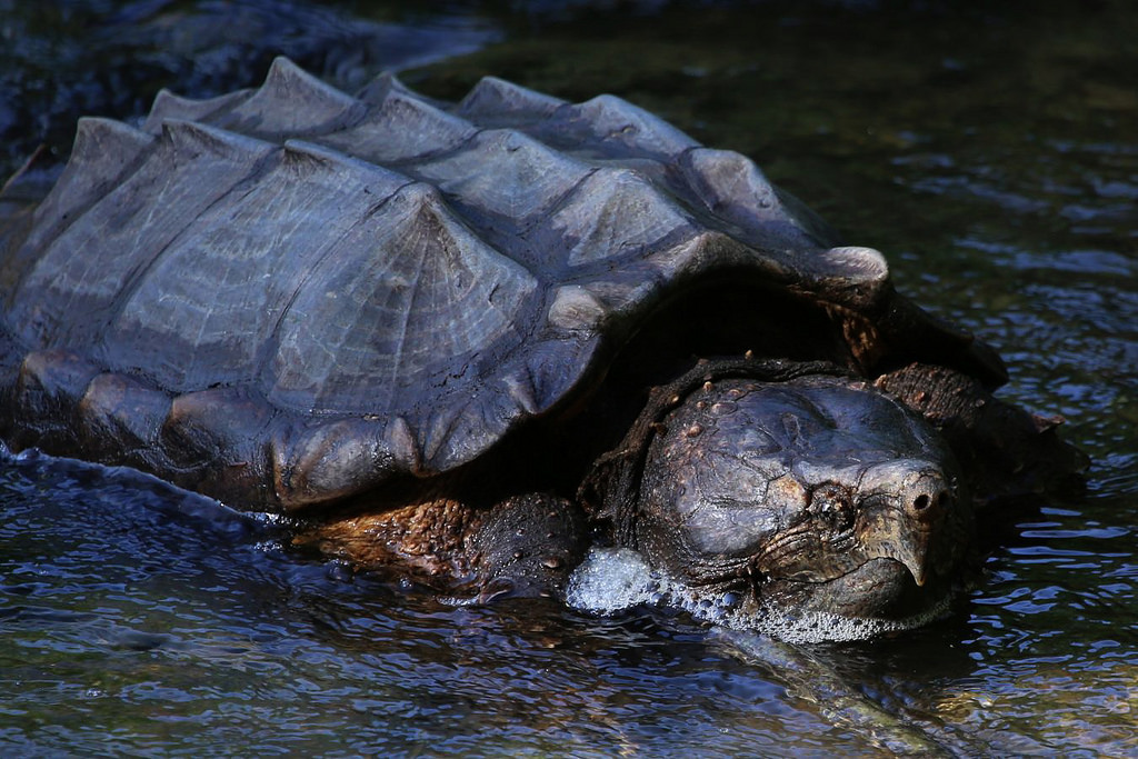 Top 10 Alligator Snapping Turtle Facts - A Very Snappy Turtle