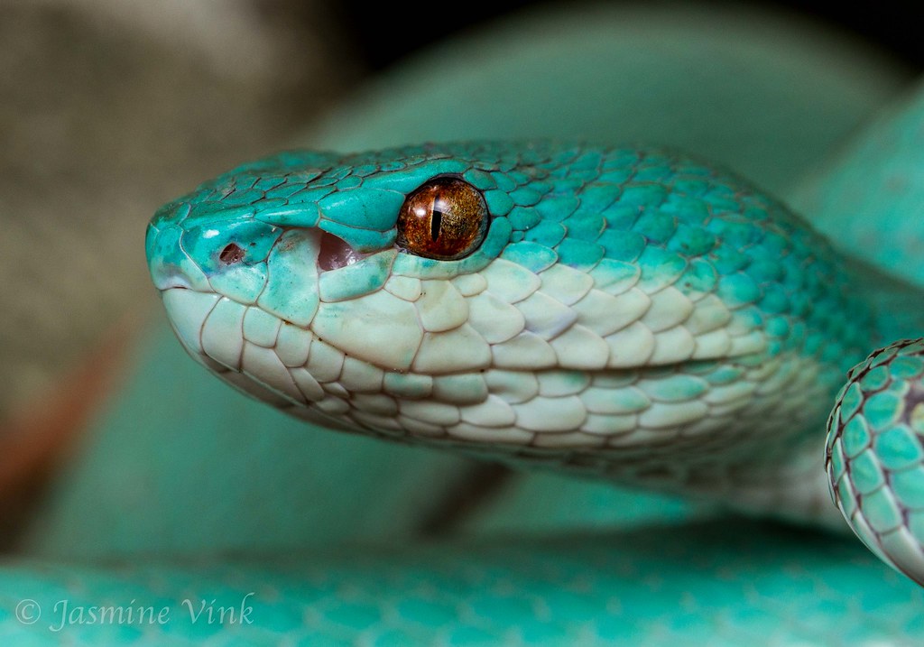 10 Beautiful Blue Reptiles To Brighten Your Day - ReptileWorldFacts