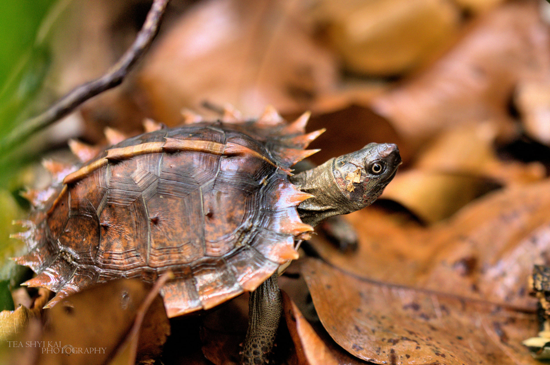 Top 10 Uniquely Weird Turtles - ReptileWorldFacts