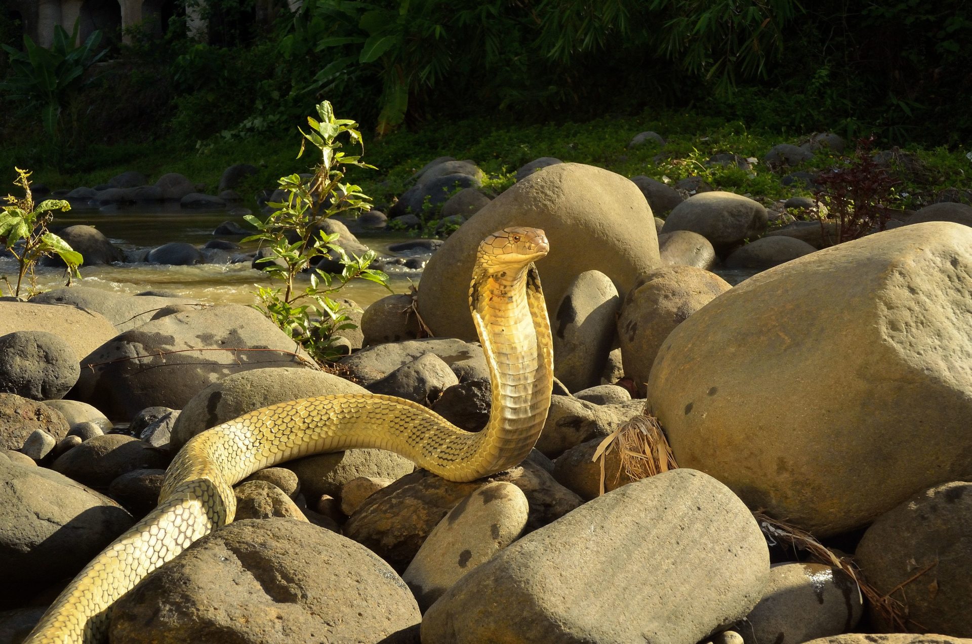 Top 10 King Cobra Facts - A Dangerously Venomous Snake