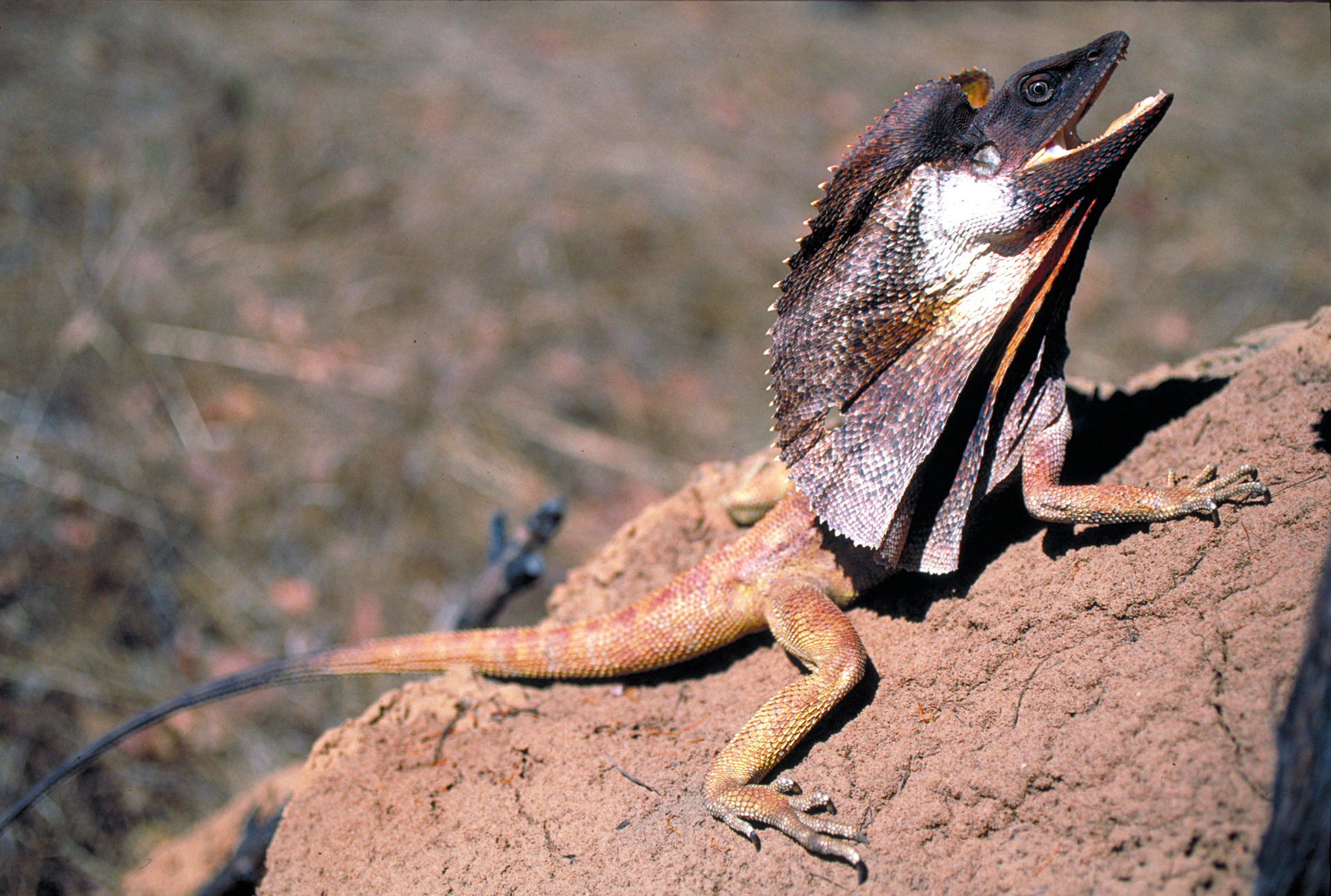 Top 10 Frilled Lizard Facts - A Lizard With A Giant Frill