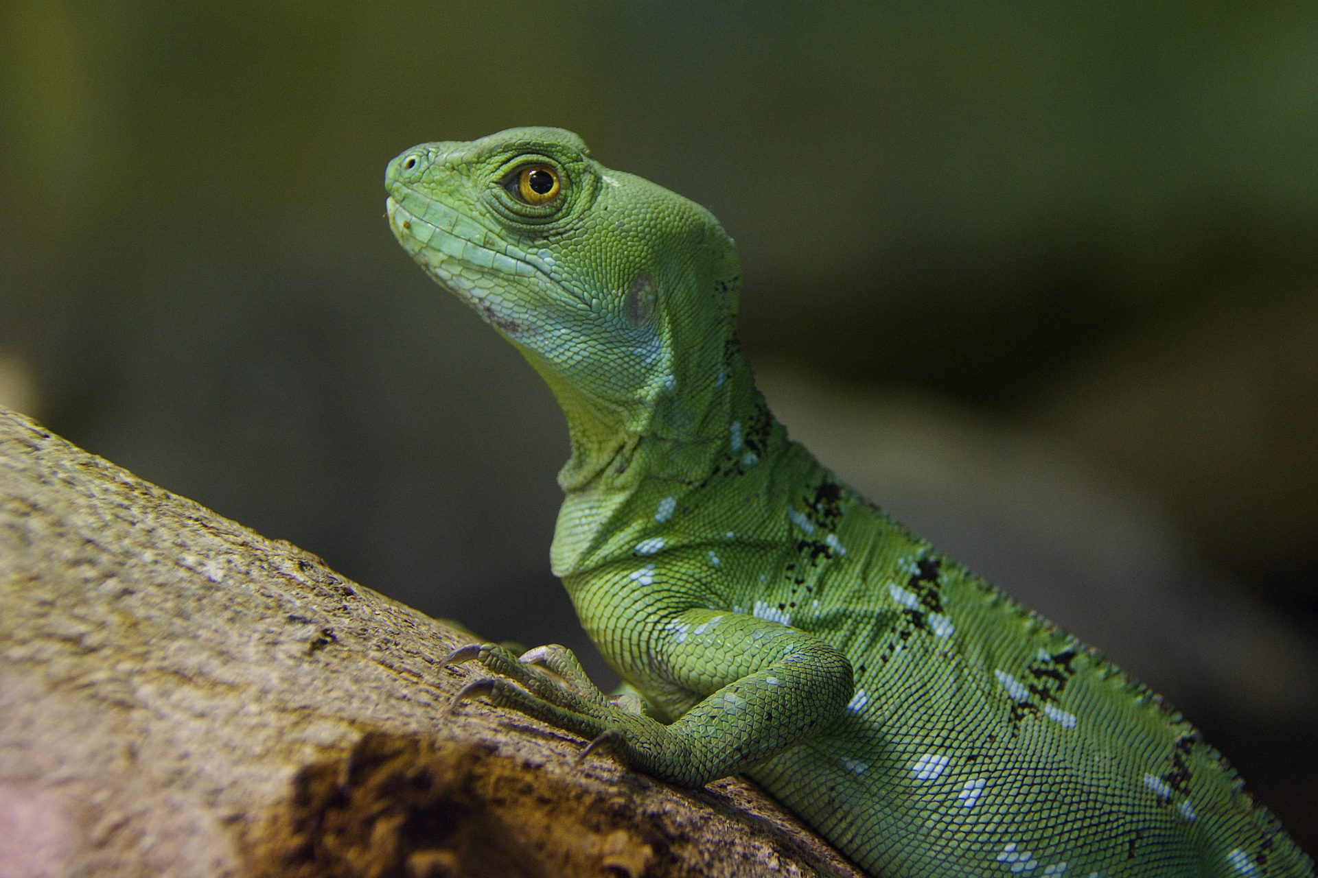 10 Amazing Facts About The Water Walking Plumed Basilisk