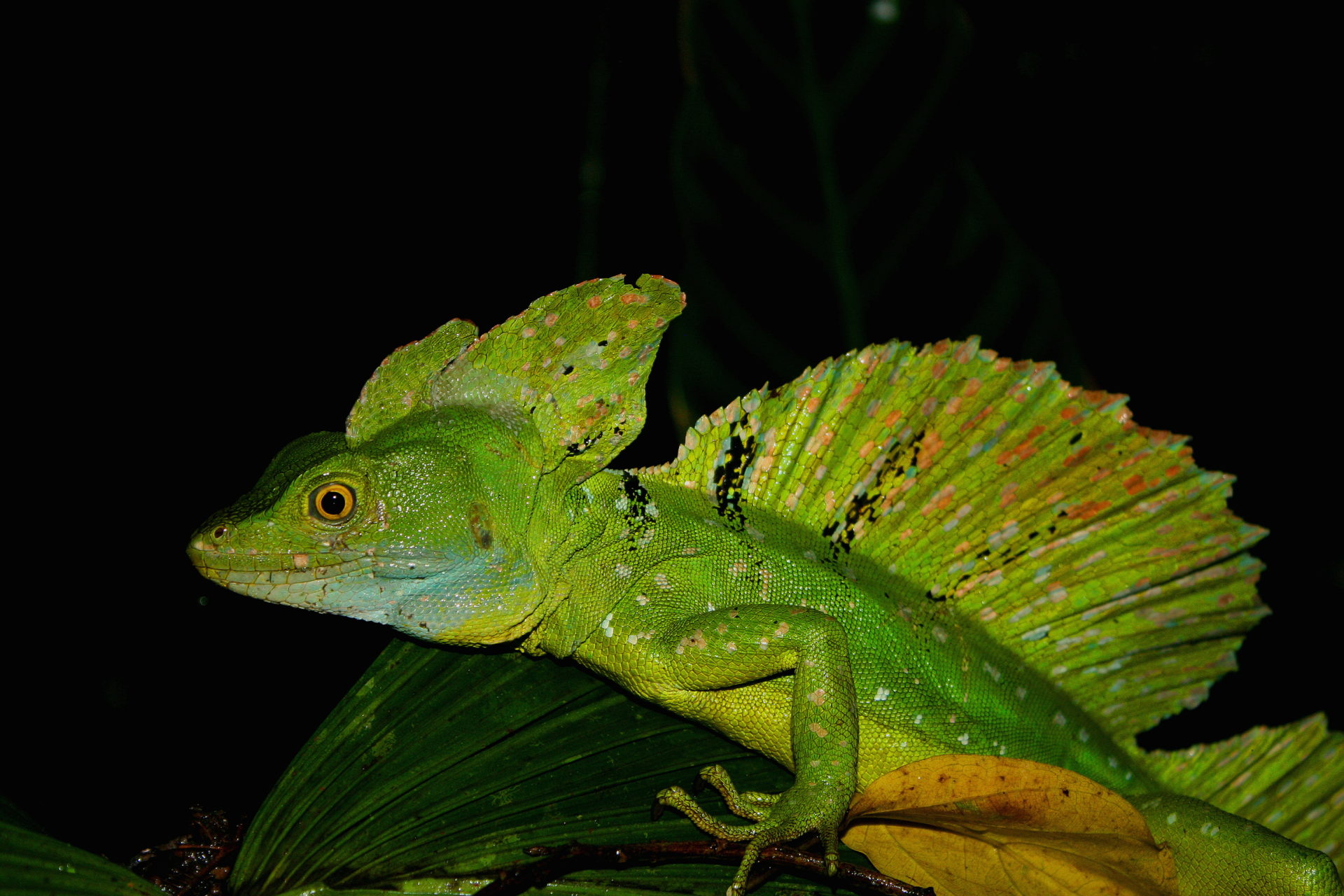 10 Amazing Facts About The Water Walking Plumed Basilisk