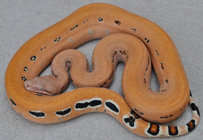 10 Beautiful Boa Constrictor Morphs - ReptileWorldFacts