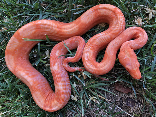 10 Beautiful Boa Constrictor Morphs - ReptileWorldFacts