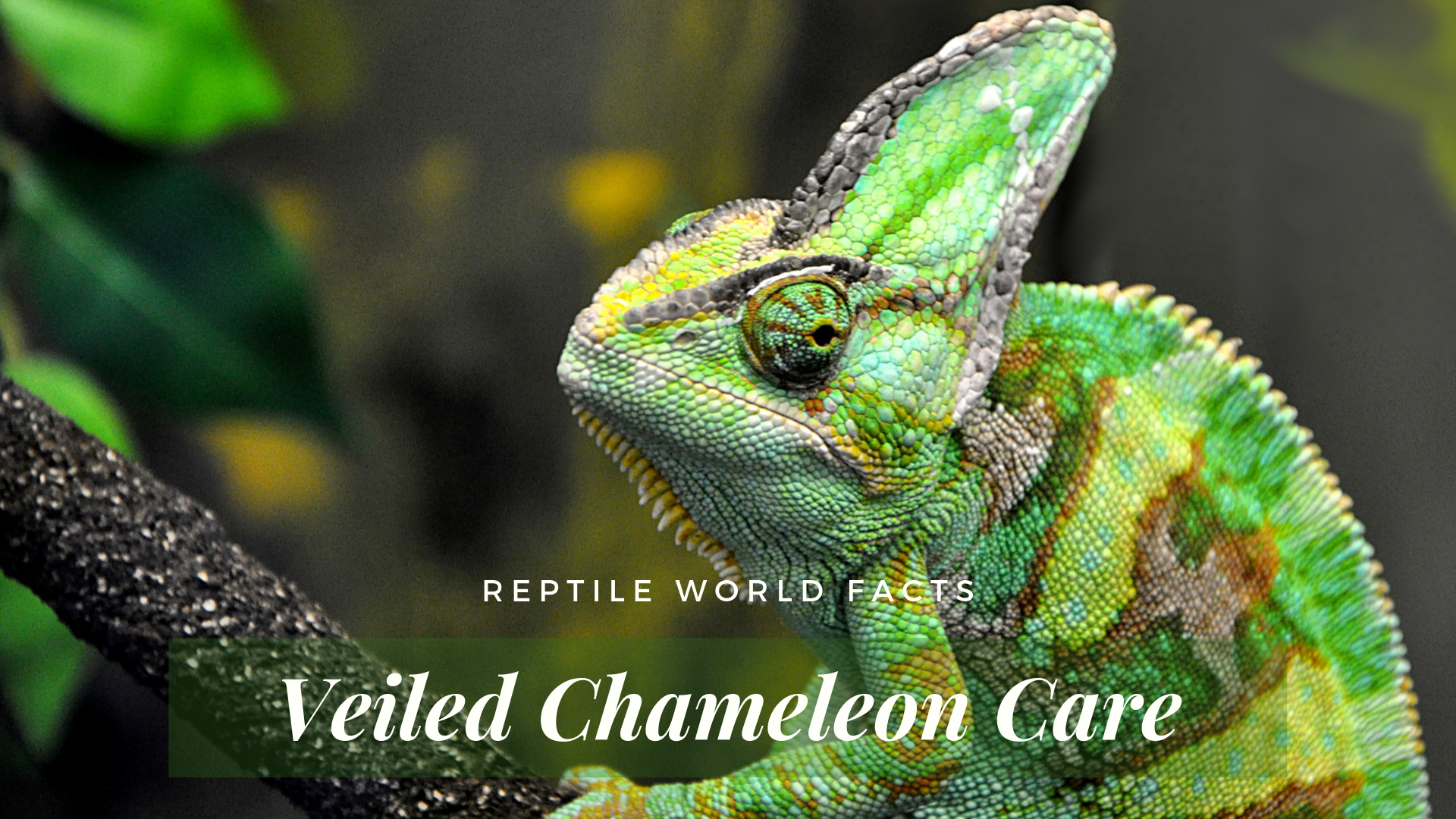 10 Things You Should Know Before You Get A Veiled Chameleon,How To Make A Latte Coffee