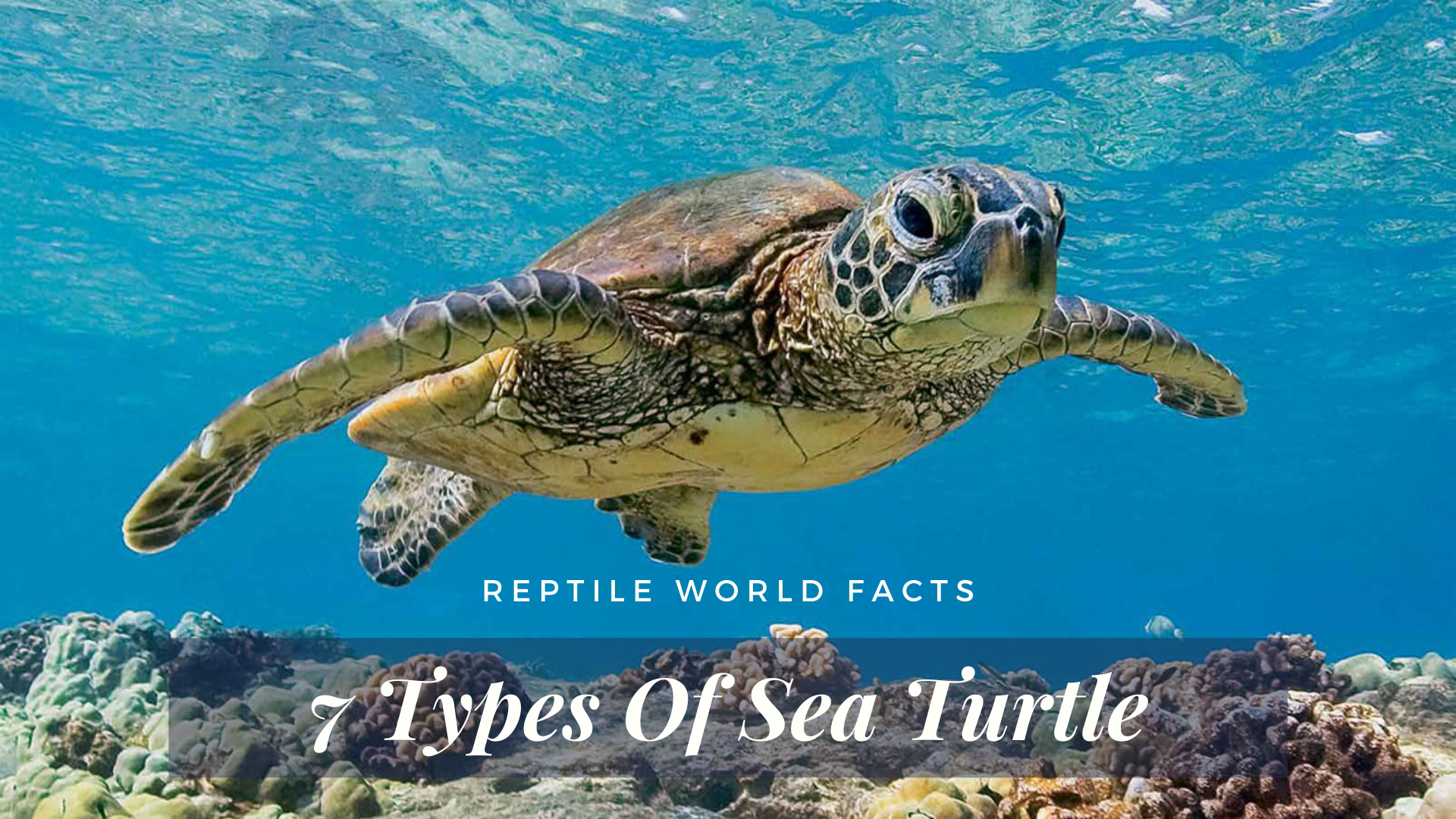 The 7 Gorgeous Sea Turtles Of The World - ReptileWorldFacts