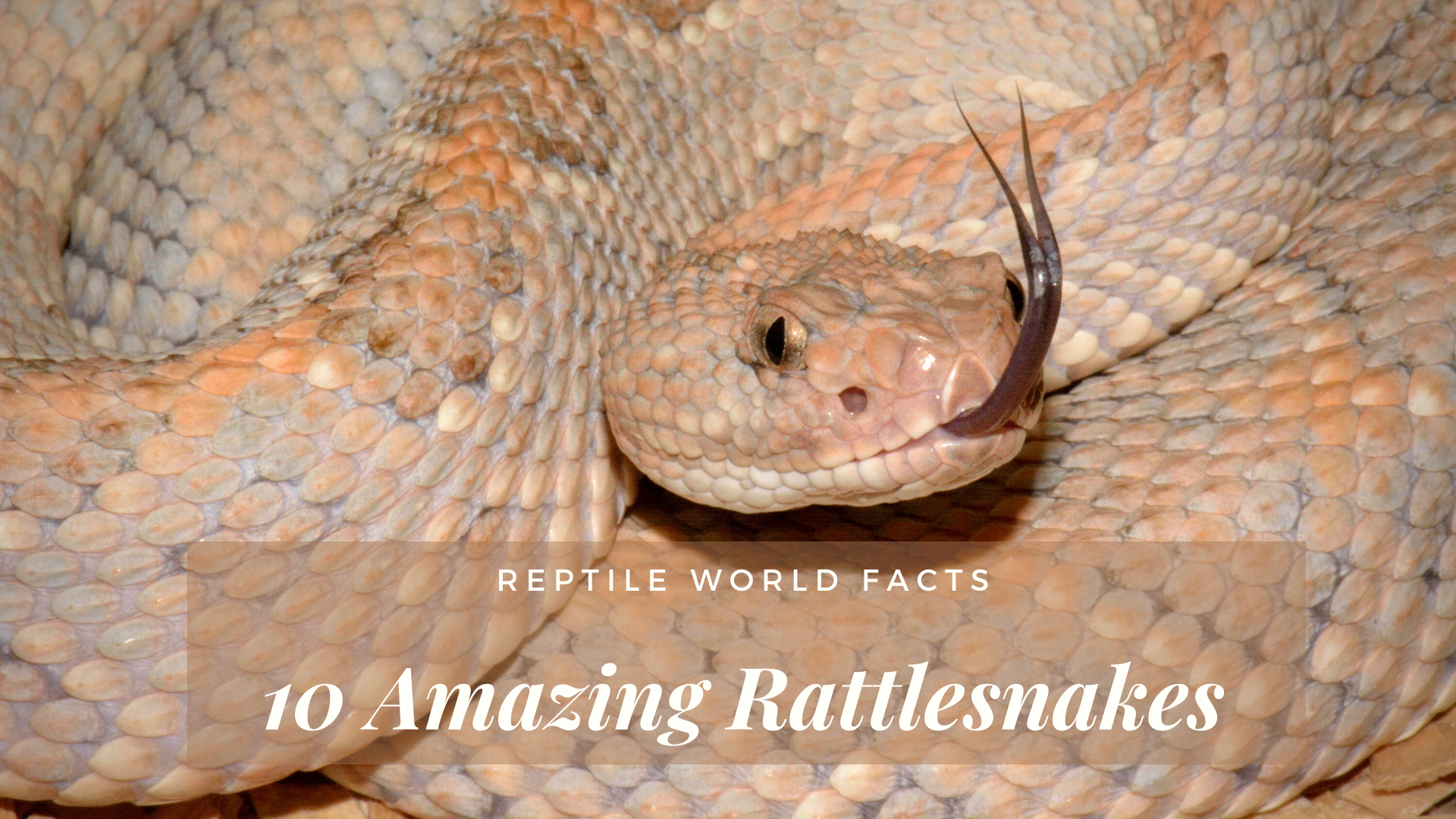 10 Snake Species With the Most Interesting Defense Mechanisms