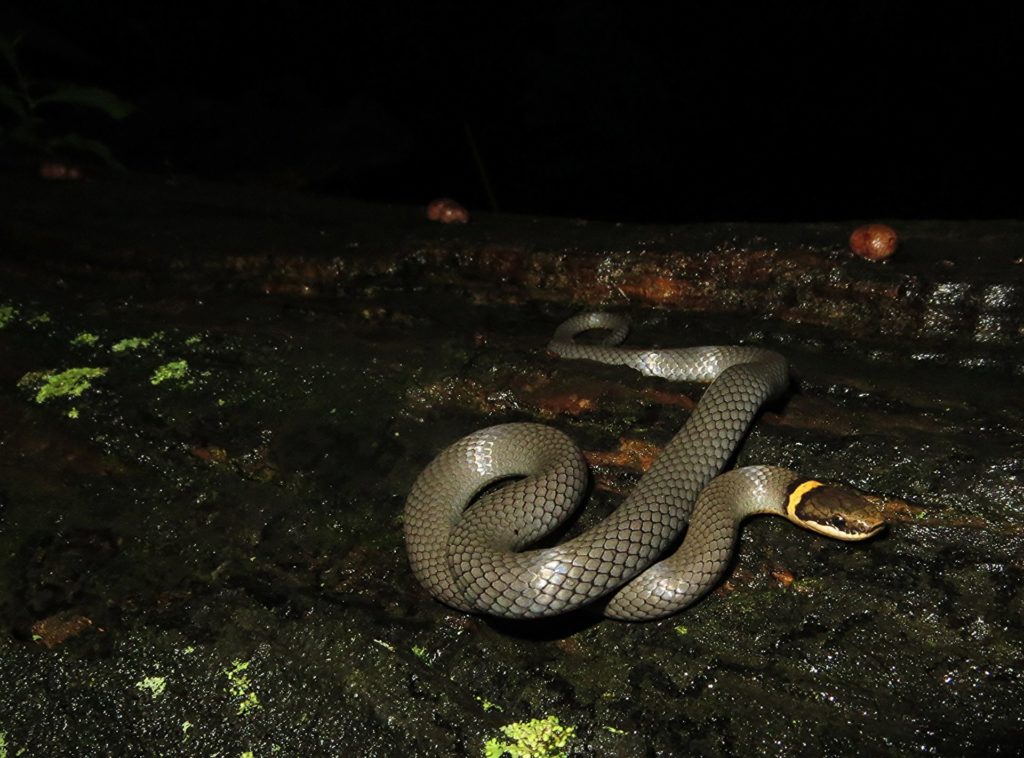 10 Fascinating Facts About The Colorful Ring-Necked Snake