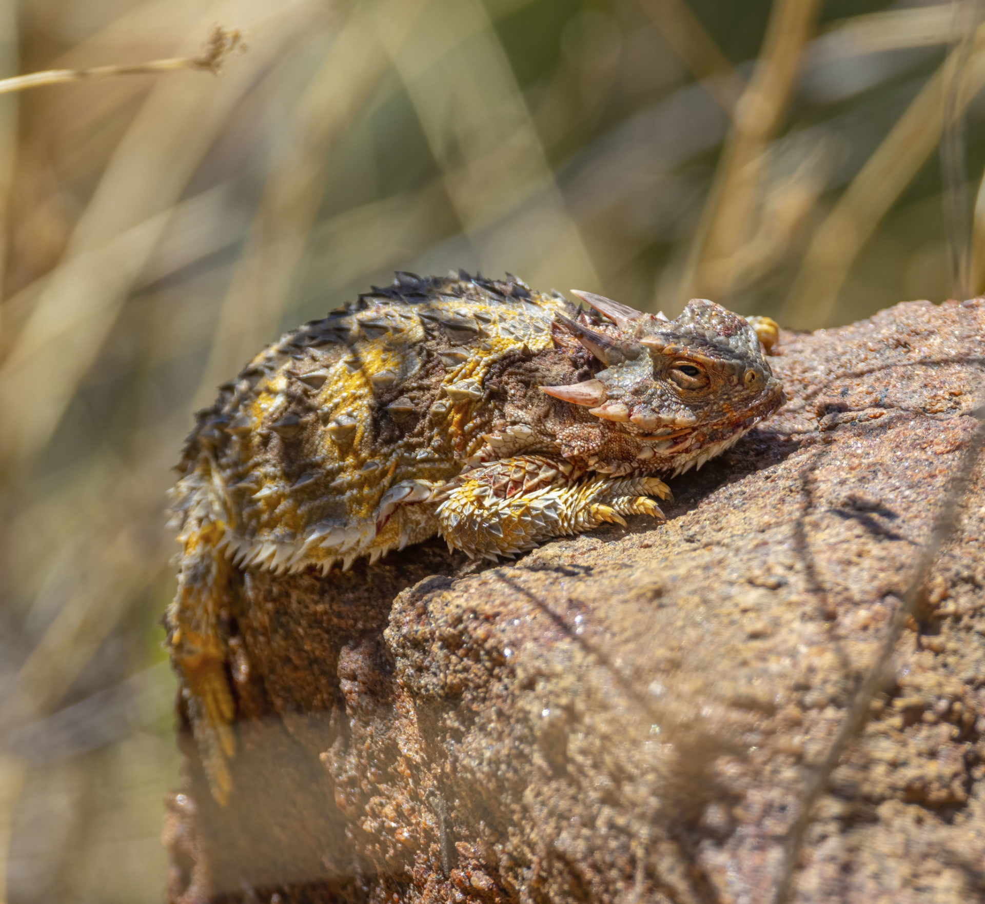 11 Unique Facts About The Blood Squirting Texas Horned Lizard