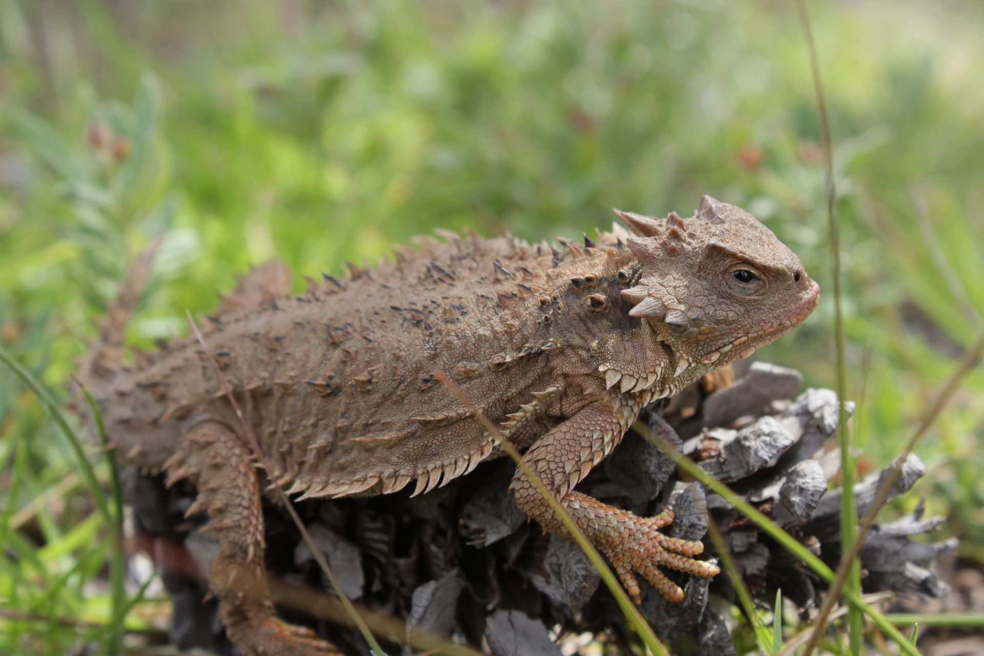 11 Unique Facts About The Blood Squirting Texas Horned Lizard