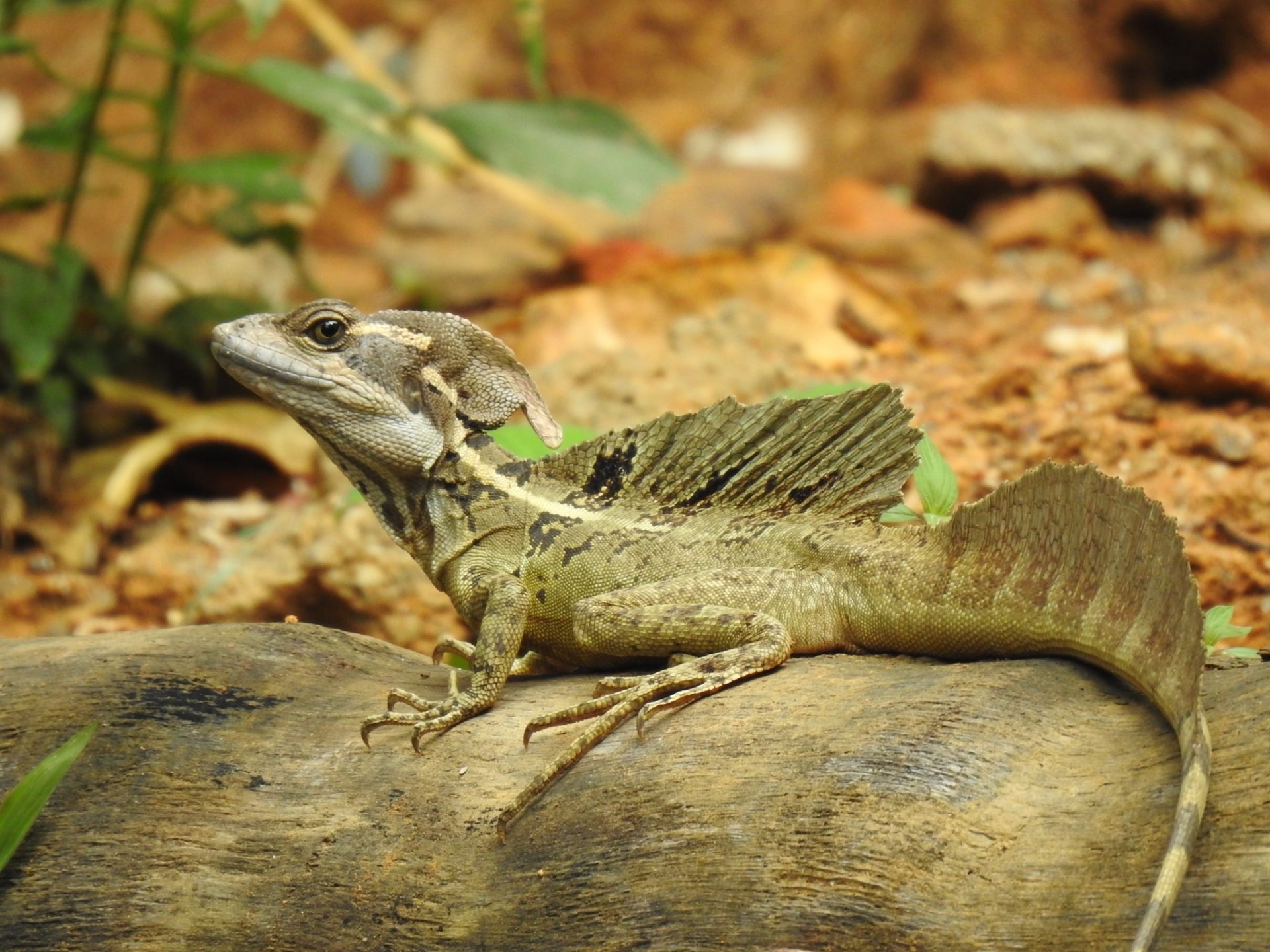 10 Amazing Facts About The Water Walking Plumed Basilisk