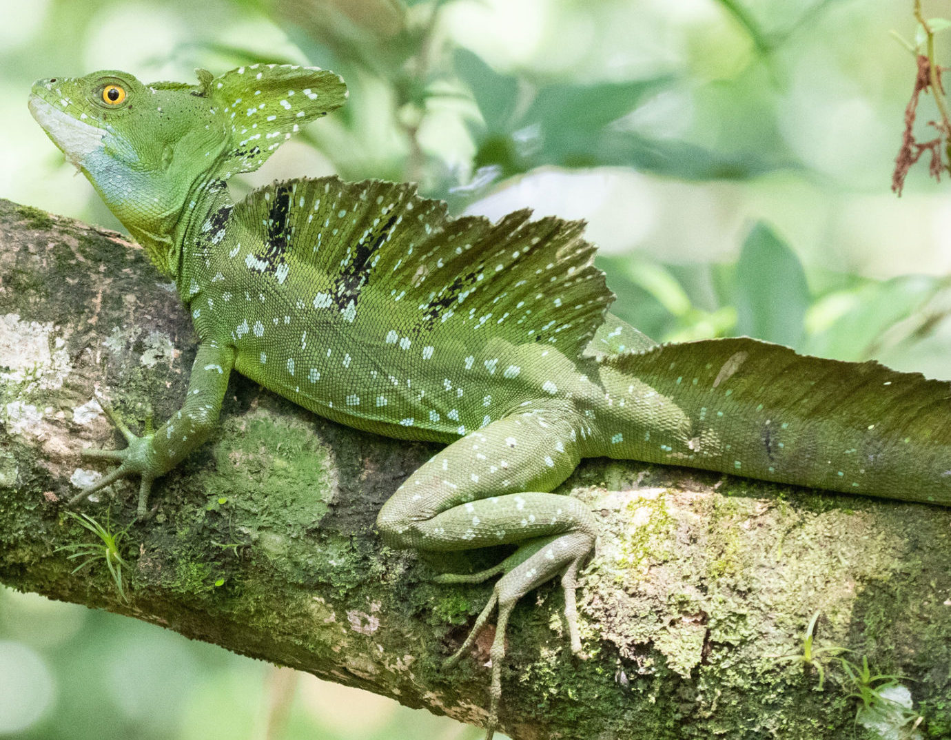 10 Amazing Facts About The Water Walking Plumed Basilisk