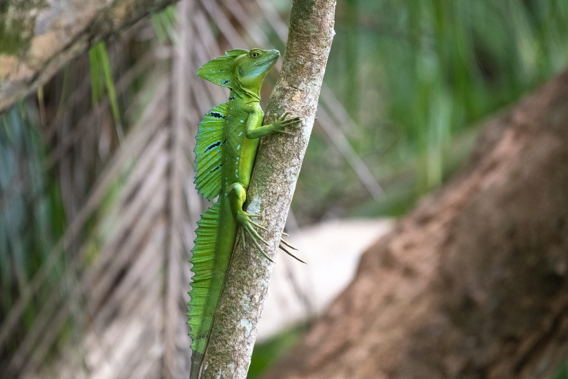 10 Amazing Facts About The Water Walking Plumed Basilisk