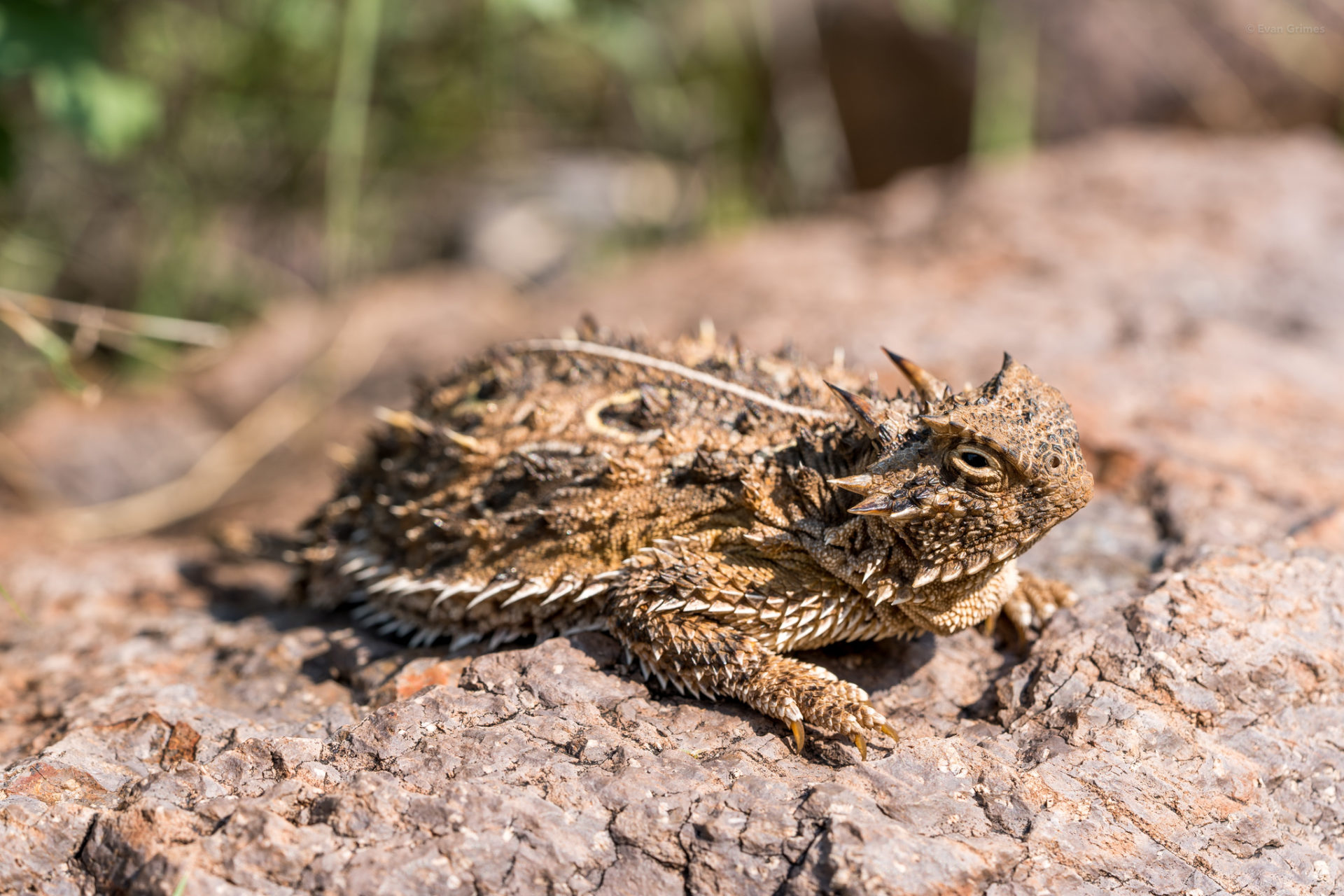 11 Unique Facts About The Blood Squirting Texas Horned Lizard