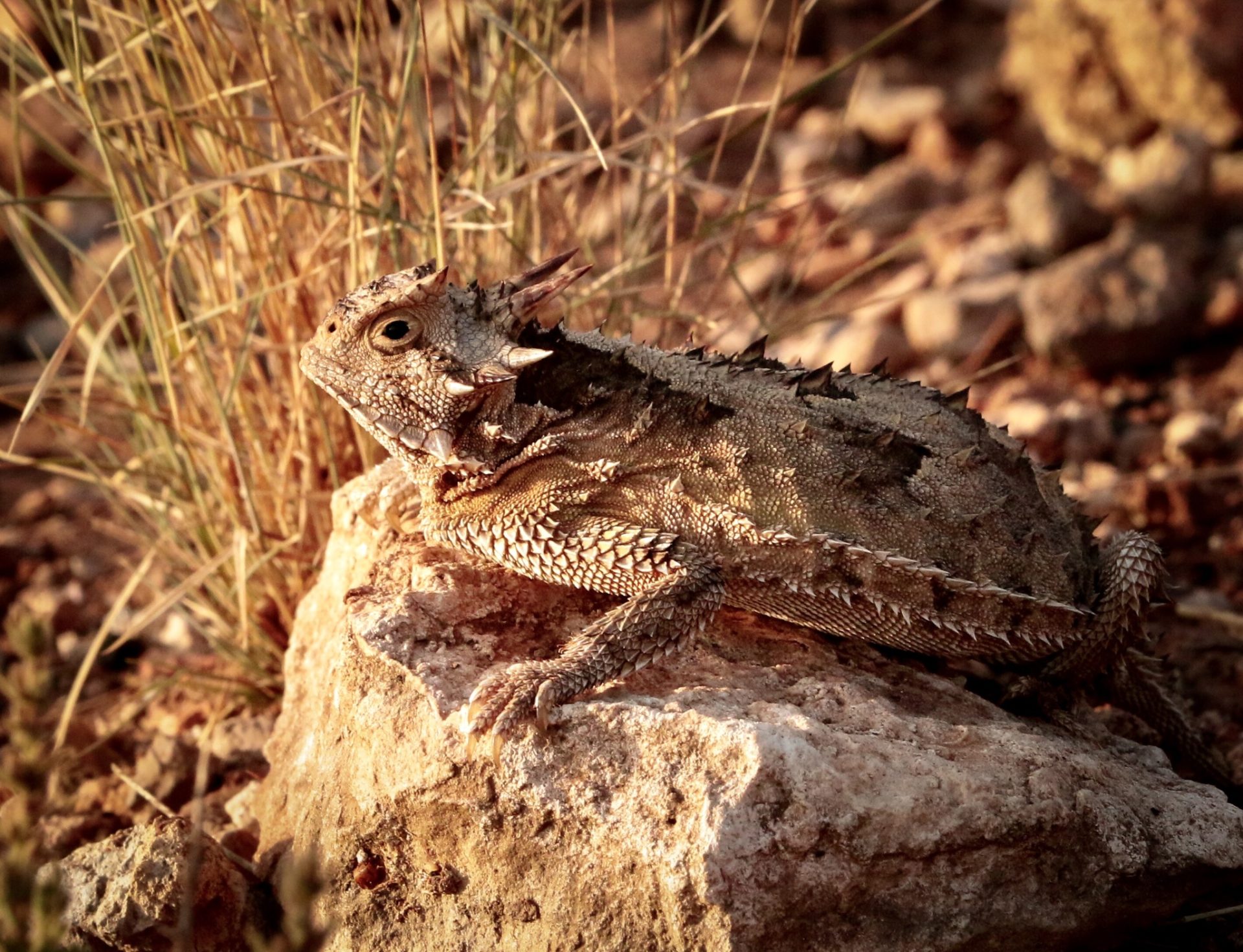 11 Unique Facts About The Blood Squirting Texas Horned Lizard