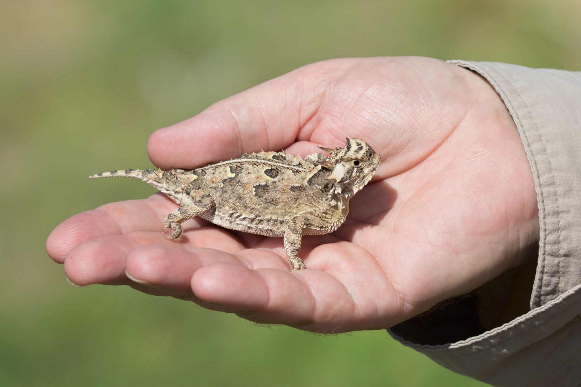 11 Unique Facts About The Blood Squirting Texas Horned Lizard