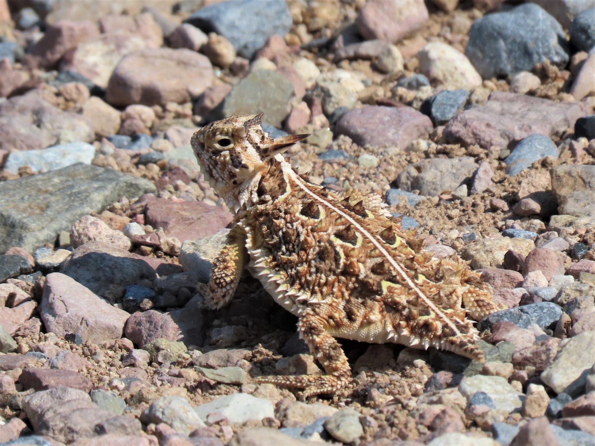 11 Unique Facts About The Blood Squirting Texas Horned Lizard