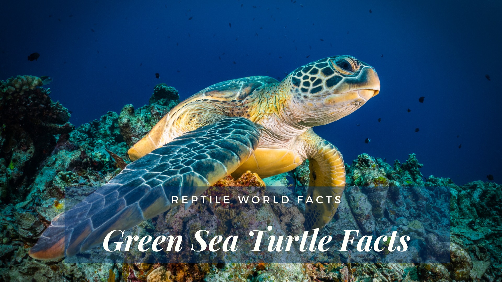 The 7 Gorgeous Sea Turtles Of The World