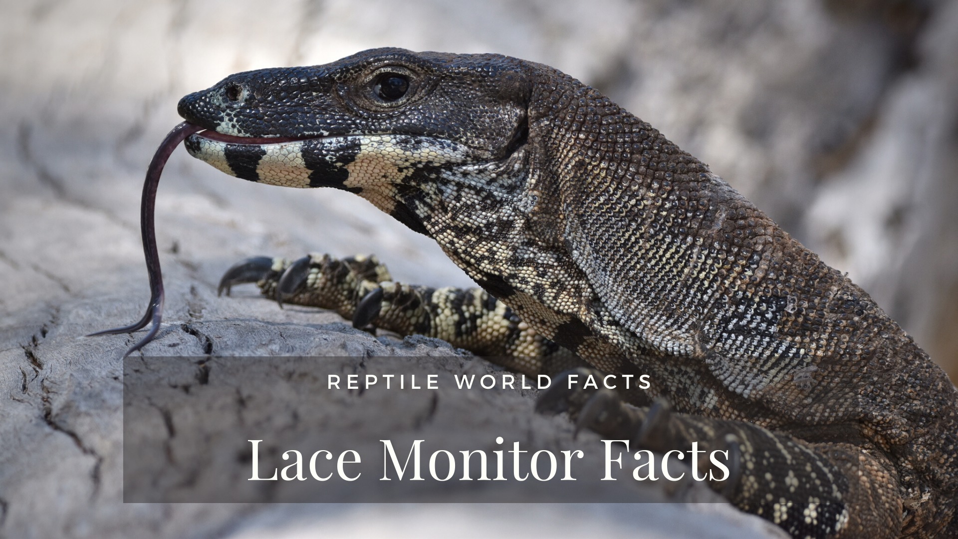 Top 10 Thorny Devil Facts A Very Spiky Lizard From Australia