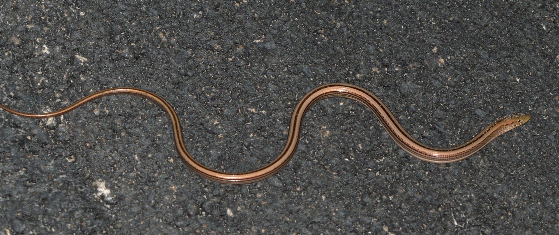 11 Slender Glass Lizard Facts - The Unique Lizard With No Legs