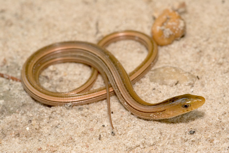 11 Slender Glass Lizard Facts - The Unique Lizard With No Legs