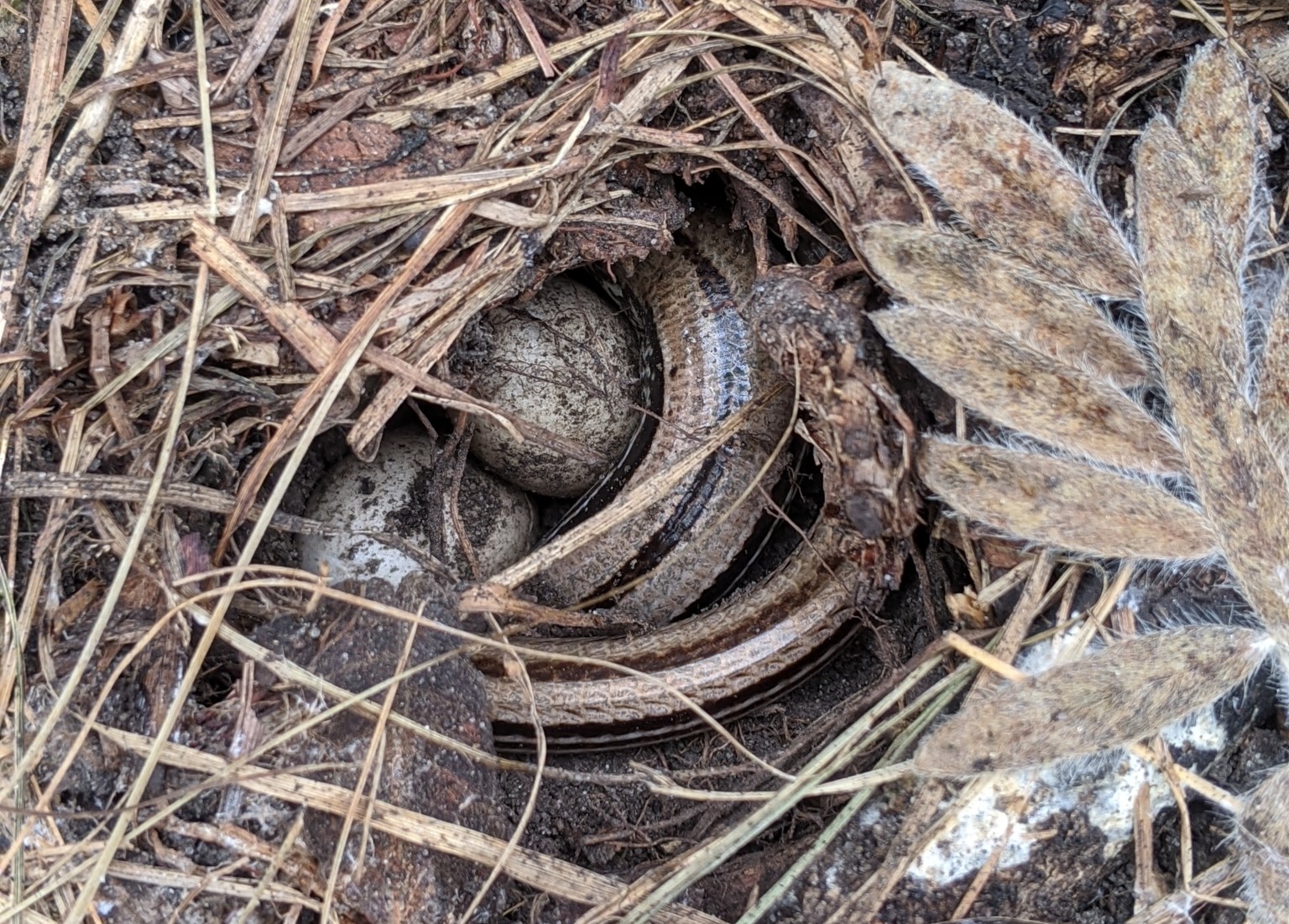 11 Slender Glass Lizard Facts - The Unique Lizard With No Legs